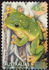 澳大利亚: Magnificent Tree Frog (Litoria splendida), 1999