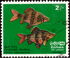 Sri Lanka: Black Ruby Barb (Puntius nigrofasciatus), 1972