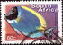 South Africa: Powderblue Surgeonfish (Acanthurus leucosternon), 2001
