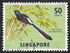 新加坡: White-rumped Shama (Copsychus malabaricus), 1966