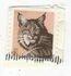 美国: Bobcat (Lynx rufus), 2012