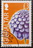 Gibraltar: Gibraltar Candytuft (Iberis gibraltarica), 2004