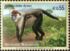 维也纳联合国总部: Collared Mangabey (Cercocebus torquatus) , 2004