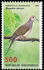 Indonesia: Zebra Dove (Geopelia striata), 1998