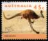 澳大利亚: Red Kangaroo (Osphranter rufus), 1997
