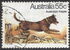 澳大利亚: Australian Kelpie (Canis lupus familiaris), 1980