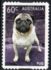 Australia: Pug (Canis lupus familiaris), 2013