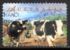 Austrália: Dairy Cows, 1998