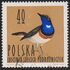 Poland: White-spotted Bluethroat (Luscinia svecica cyanecula), 1964