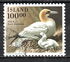 Iceland: Northern Gannet (Morus bassanus), 1991