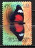 Australia: Red Lacewing (Cethosia cydippe chrisippe), 1998