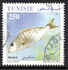 突尼斯: Marble bream (Lithognathus mormyrus), 2012