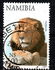 Namibia: Lion (Panthera leo), 1997