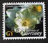 Guernsey: Clematis &quot;Guernsey Cream&quot;, 2004