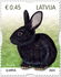 拉脱维亚: Rabbit, 2023
