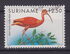 Szurinám: Scarlet Ibis (Eudocimus ruber) , 1985
