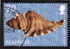Bermuda: Angular Triton (Cymatium femorale), 2003