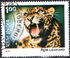 India: Leopard (Panthera pardus), 1976
