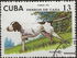 Cuba: English Pointer (Canis lupus familiaris), 1976