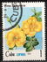 Cuba: Rosa rubiginosa, 1979