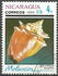 Nicaragua: West Indian Fighting Conch (Strombus pugilis), 1988
