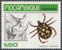 Tick (Dermacentor rhinocerinus), Rhinoceros