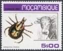Tick (Amblyomma theilerae), Cattle (Bos primigenius taurus)