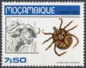 Tick (Amblyomma eburneum), African Buffalo (Syncerus caffer)