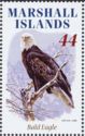 Bald Eagle (Haliaeetus leucocephalus)