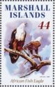 African Fish Eagle (Haliaeetus vocifer)