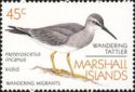 Wandering Tattler (Heteroscelus incanus)