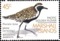 Pacific Golden Plover (Pluvialis fulva)