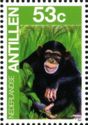 Chimpanzee (Pan troglodytes)