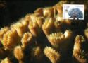 Smooth Flower Coral (Eusmilia fastigiata)