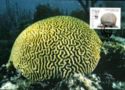 Symmetrical Brain Coral (Diploria strigosa)