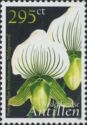 Paphiopedilum Streathamense Wedgewood