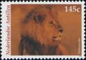 Lion (Panthera leo)