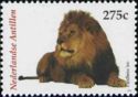 Lion (Panthera leo)