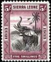African Elephant (Loxodonta africana)