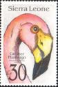 Greater Flamingo (Phoenicopterus ruber)