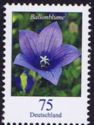 Balloon Flower (Platycodon grandiflorus)