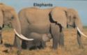 Elephants