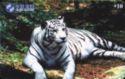 White Tiger 6