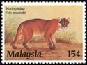 Asian Golden Cat (Profelis temminckii)