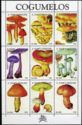 Mushrooms
