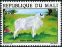 Djallonke Ram (Ovis aries)