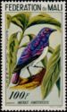 Violet-backed Starling (Cinnyricinclus leucogaster)