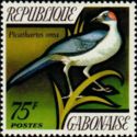 Grey-necked Rockfowl (Picathartes oreas)