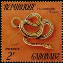 Striped Sand Snake (Psammophis sibilans)