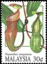 Pitcher Plants- Nepenthes sanguinea